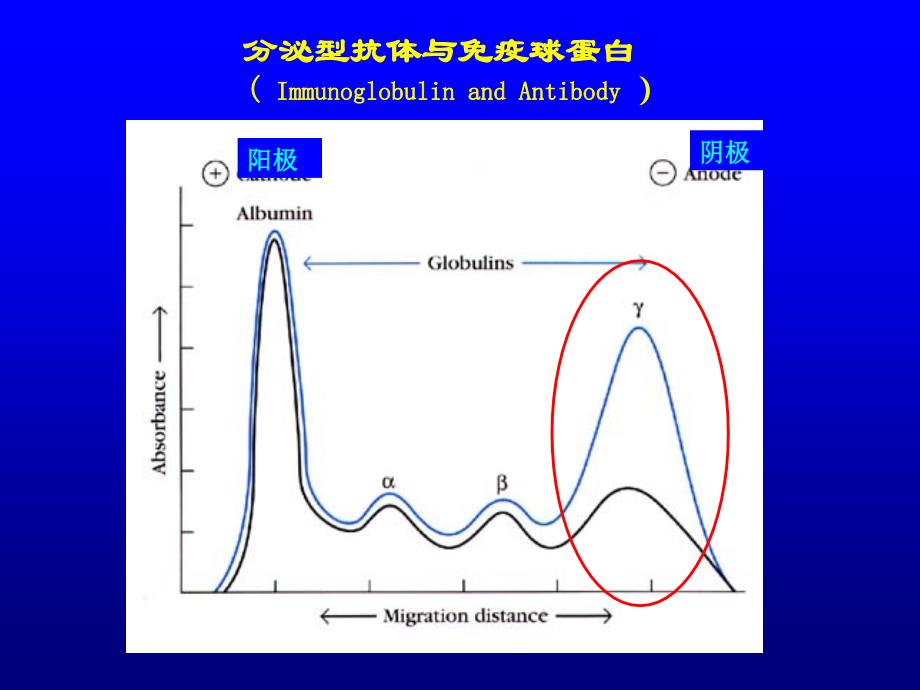 免疫球蛋白课件_第4页