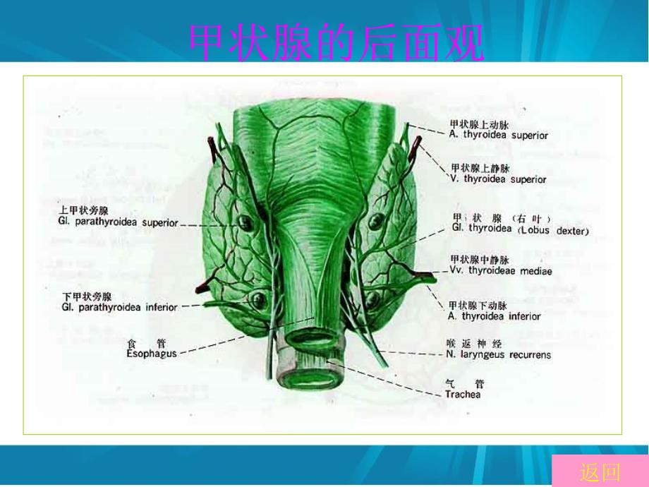 甲状腺功能亢进症患者的护理_第4页