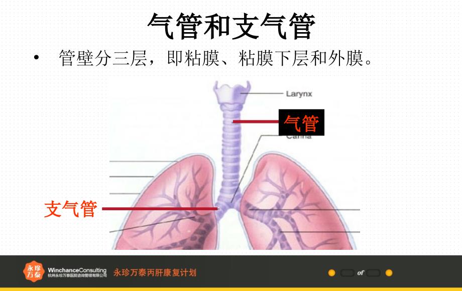 气管和肺的组织结构（课程教案）_第2页