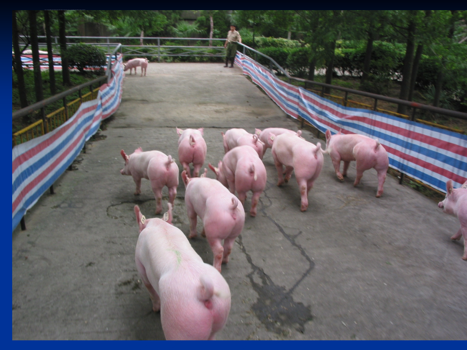 母猪繁殖管理ppt培训课件_第2页