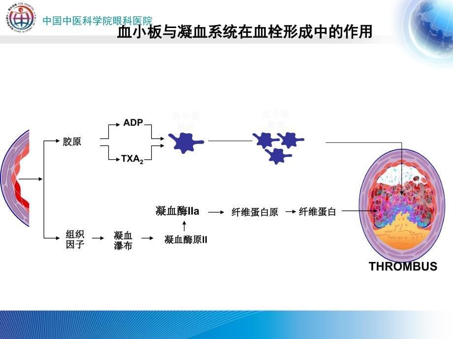 止凝血试验诊断ppt培训课件_第5页