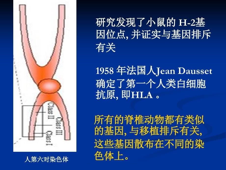 主要组织相容性复合体课件_第5页