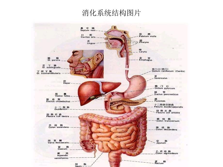 消化系统疾病总论ppt培训课件_第3页