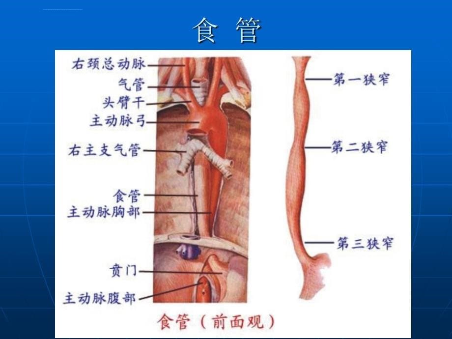 消化道脱落细胞学检查课件_第5页