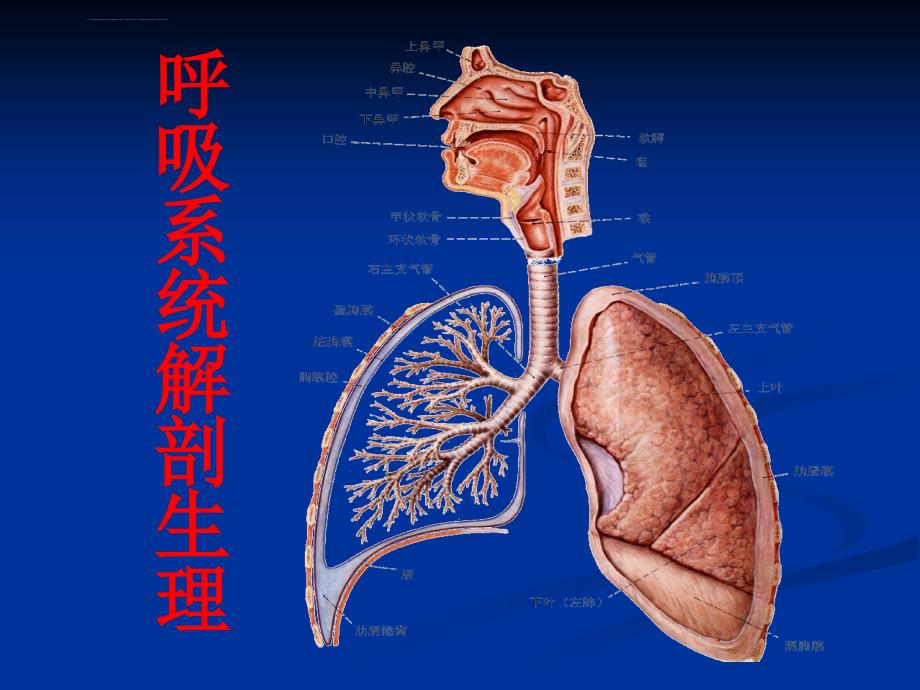 呼吸系统解剖生理学课件_第1页