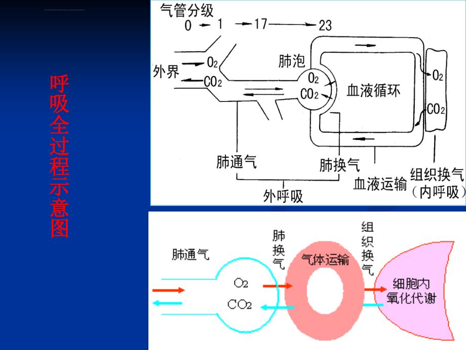 呼吸系统解剖生理学课件_第3页