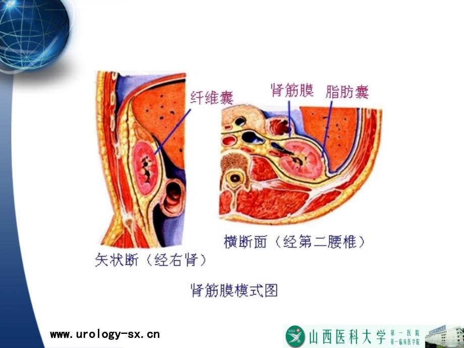 泌尿外科-泌尿男生殖系统的其他疾病ppt培训课件_第4页