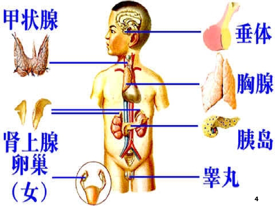 内分泌疾病的代谢紊乱课件_第4页