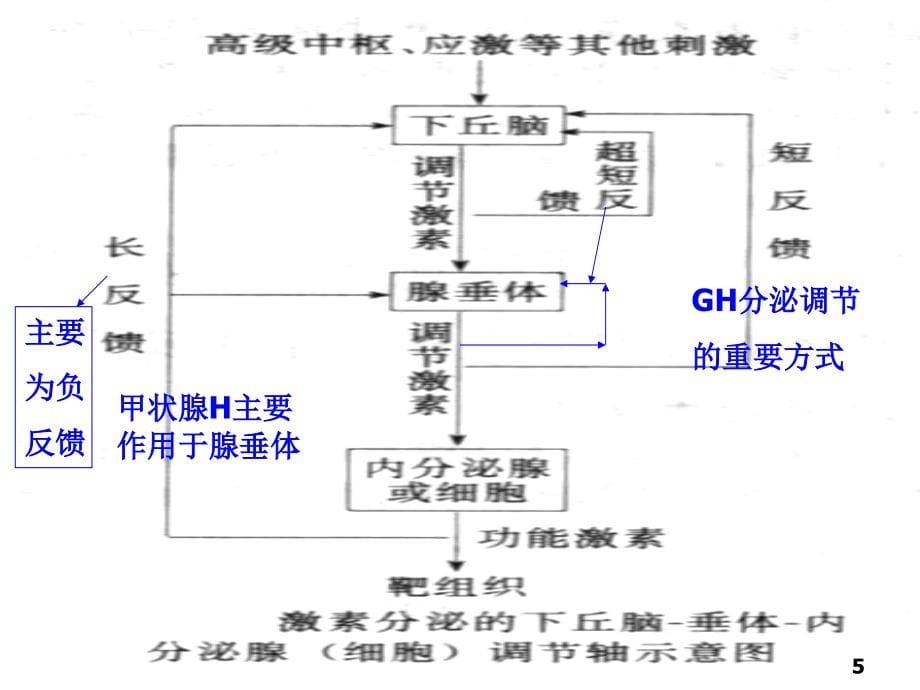 内分泌疾病的代谢紊乱课件_第5页