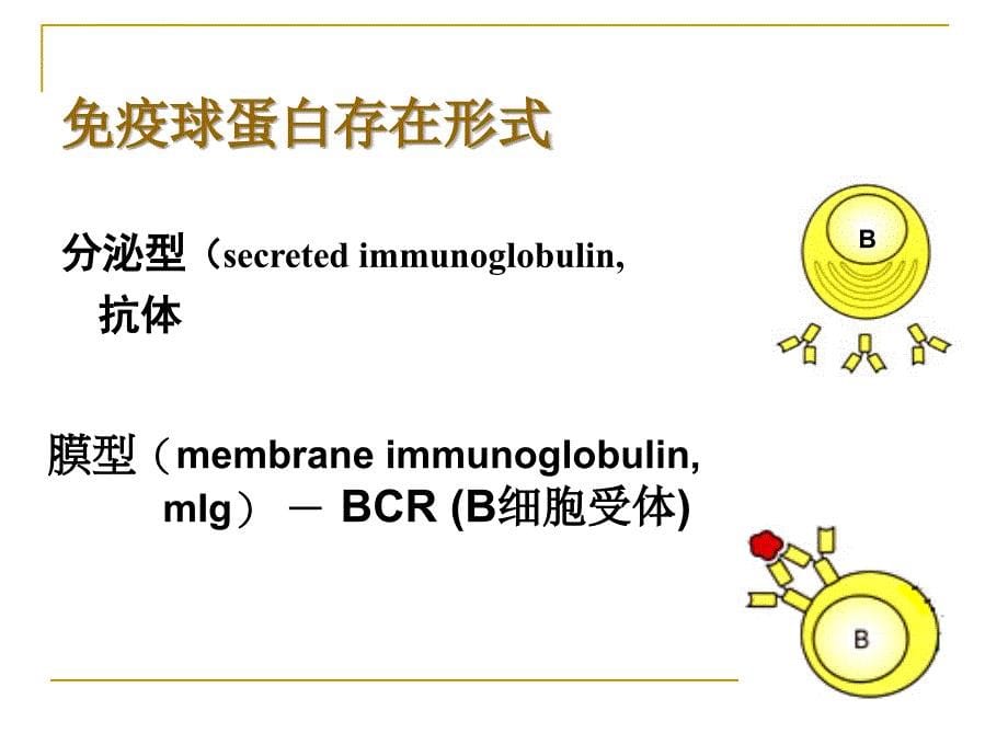 免疫球蛋白-药学药剂课件_第5页