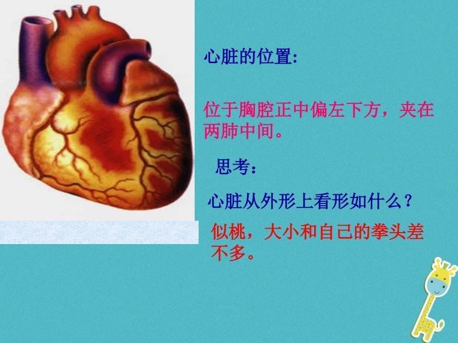 七年级生物下册第四单元第四章第三节输送血液的泵__心脏课件2新版新人教_第5页