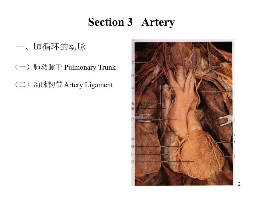 哈尔滨医科大学_系统解剖学_arteryppt培训课件_第2页