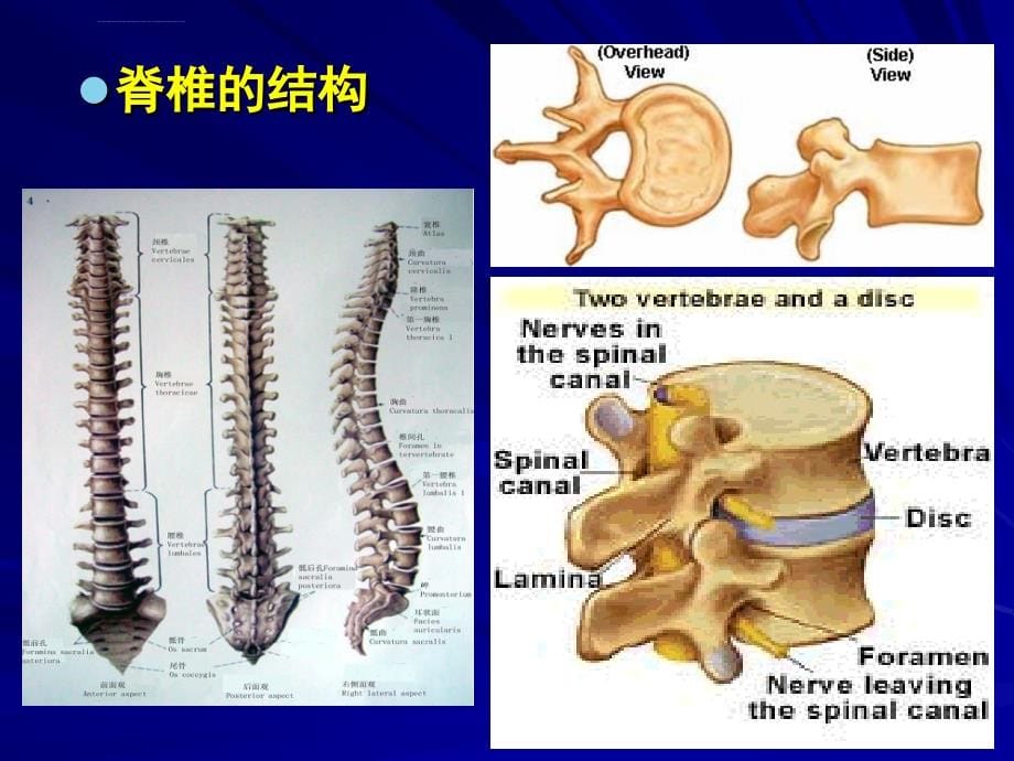 哈尔滨医科大学-椎管内麻醉-椎管内解剖ppt培训课件_第5页