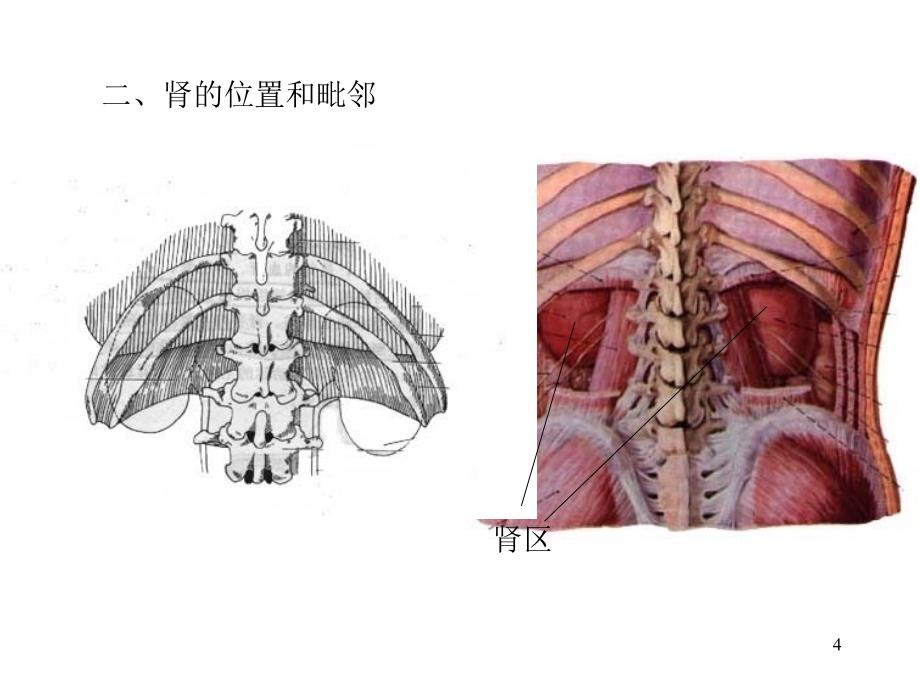 哈尔滨医科大学_系统解剖学_泌尿系统ppt培训课件_第4页