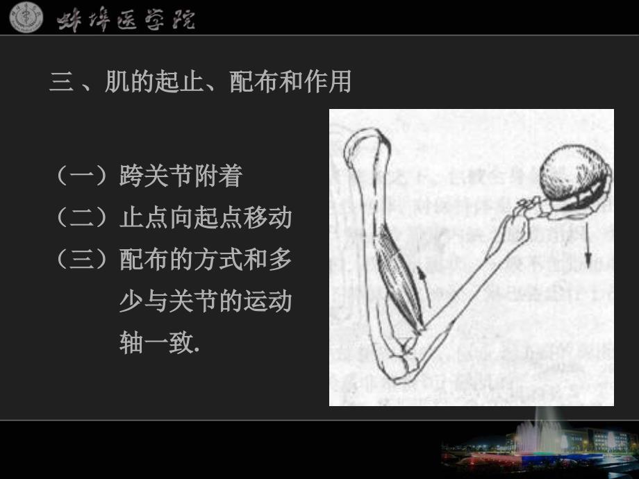 《系统解剖学》课件06_第4页