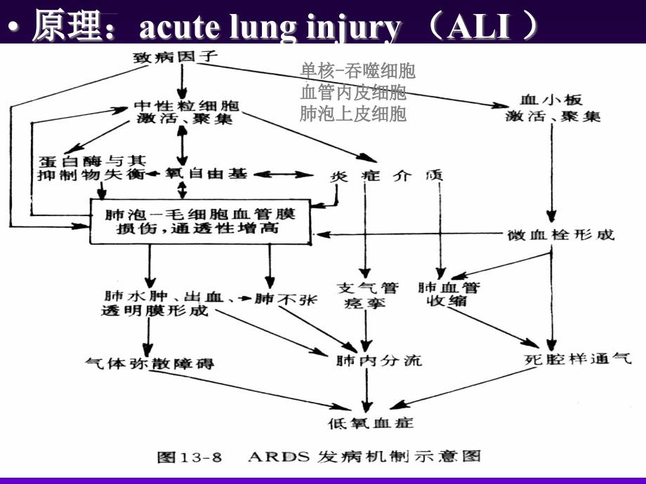 油酸型呼吸窘迫综合征ppt培训课件_第3页