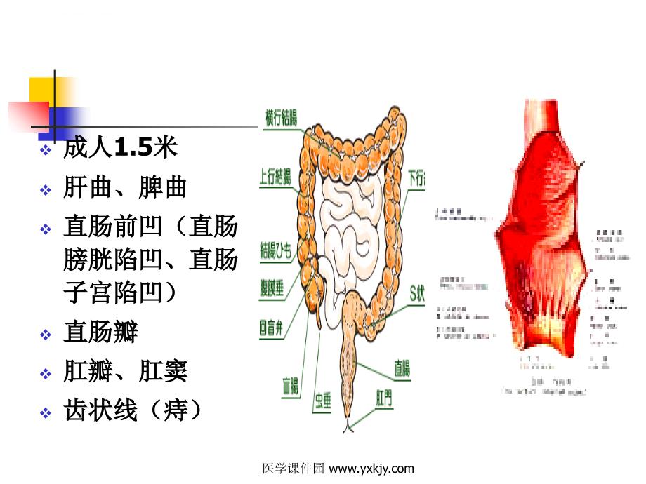 大肠肛管疾病病人护理ppt培训课件_第4页