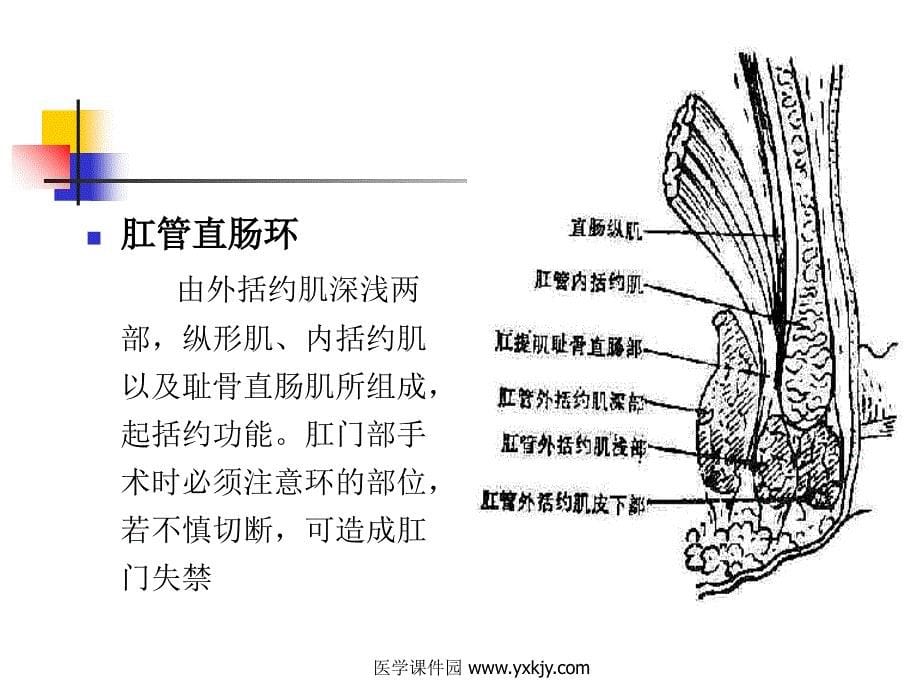 大肠肛管疾病病人护理ppt培训课件_第5页