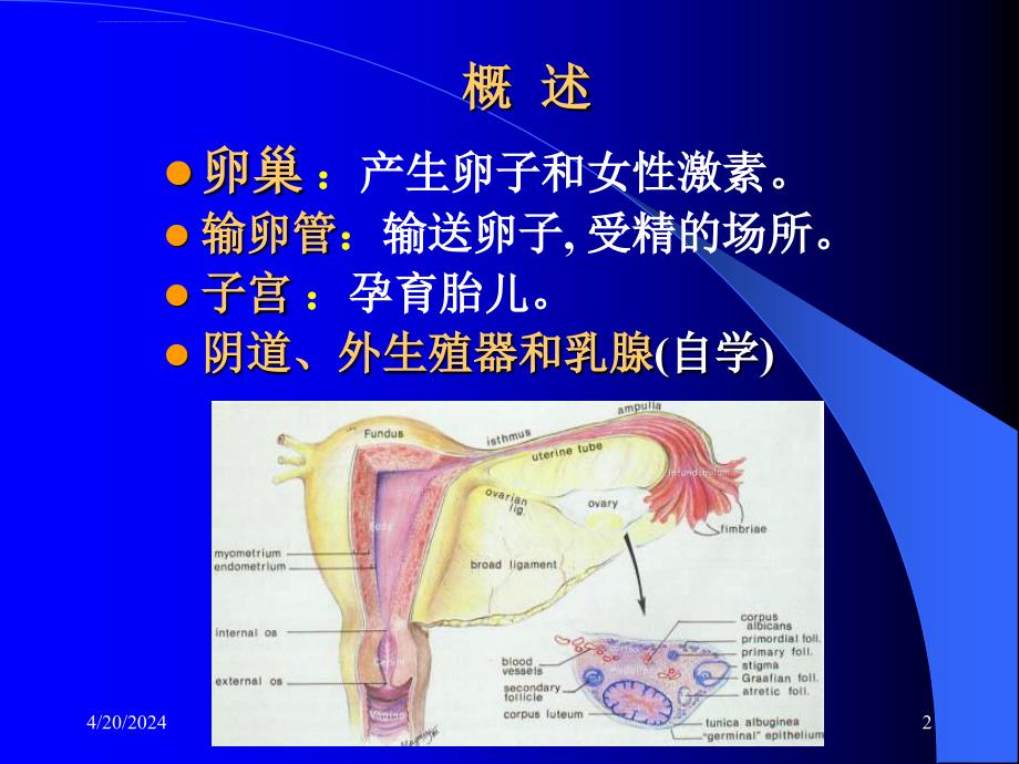 女性生殖系统课件_第2页