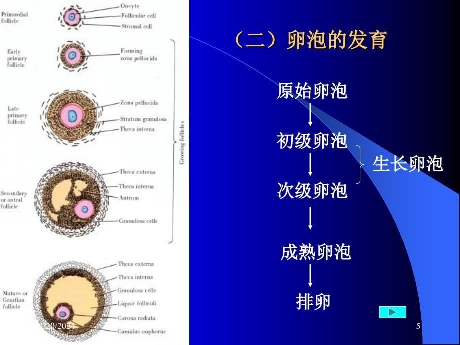 女性生殖系统课件_第5页