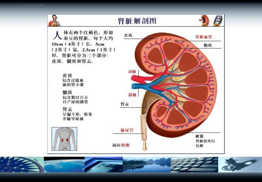 药物性肾损害ppt培训课件_第3页