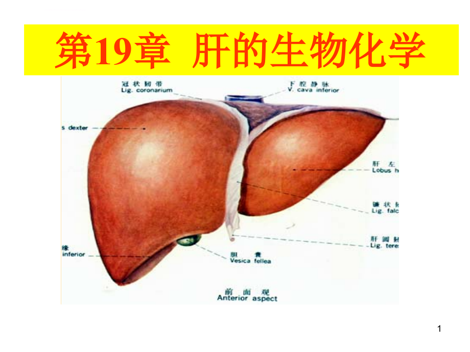 肝的生物化学ppt培训课件_第1页