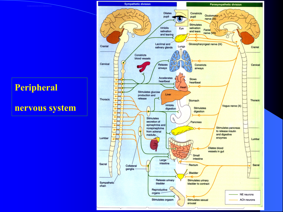 内脏神经系统-北京大学医学部解剖学教研室ppt培训课件_第4页