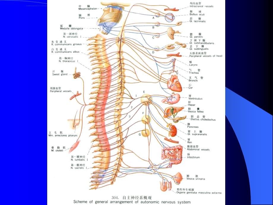 内脏神经系统-北京大学医学部解剖学教研室ppt培训课件_第5页