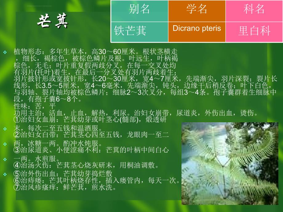 药用植物学_ppt课件_第3页