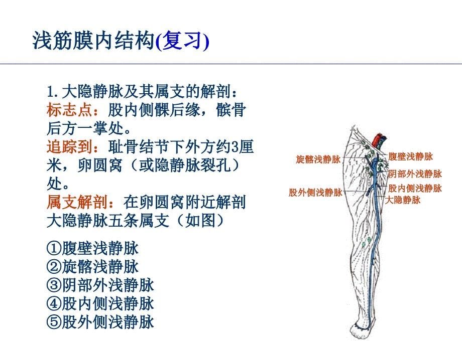 股前内侧区课件_第5页