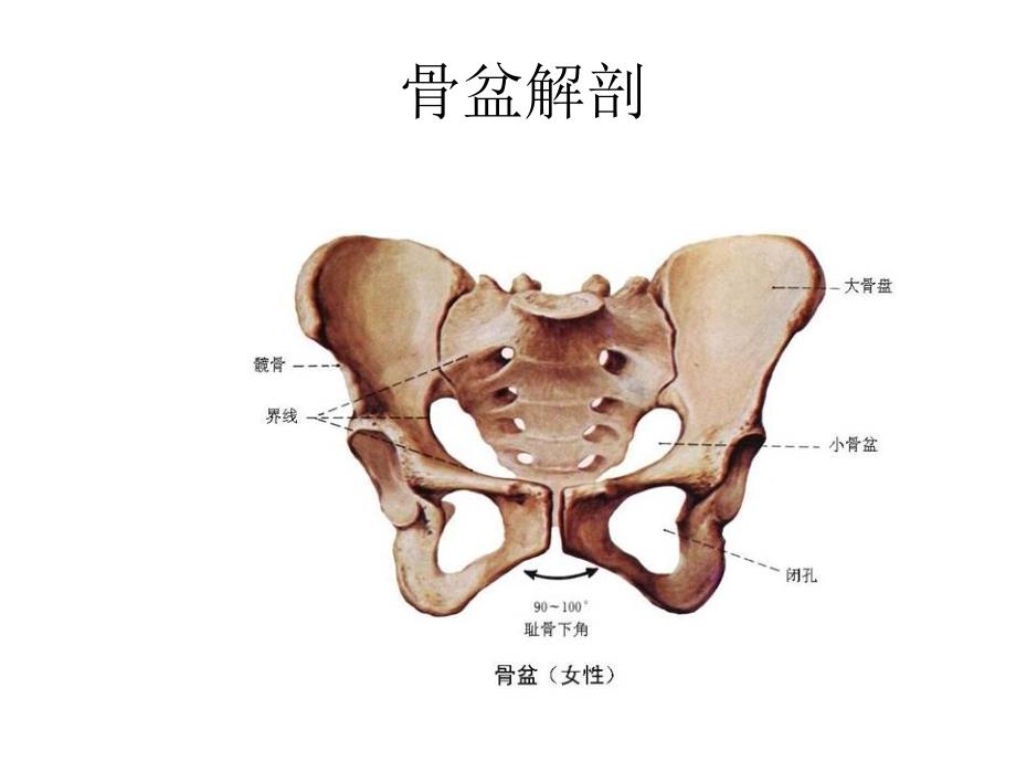 骨盆x线摄影课件_第2页