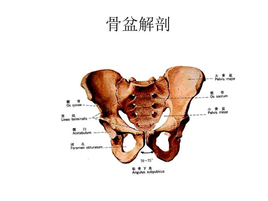 骨盆x线摄影课件_第3页