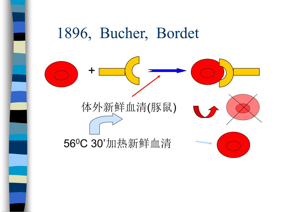 医学免疫学-补体片段和补体受体ppt培训课件_第2页