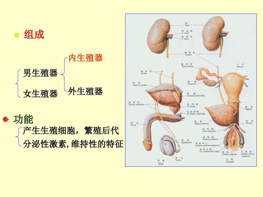 解剖学生殖系统ppt培训课件_第2页