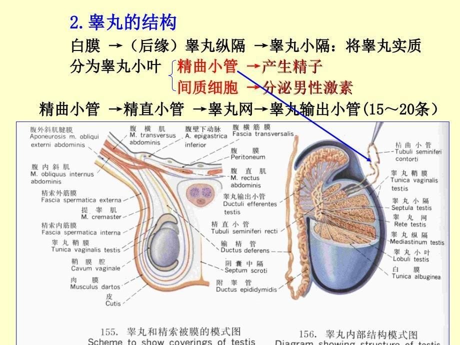 解剖学生殖系统ppt培训课件_第5页