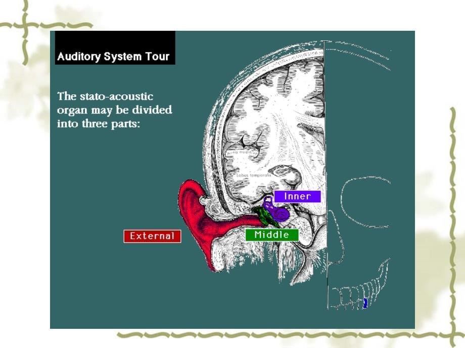 耳部解剖课件_第5页