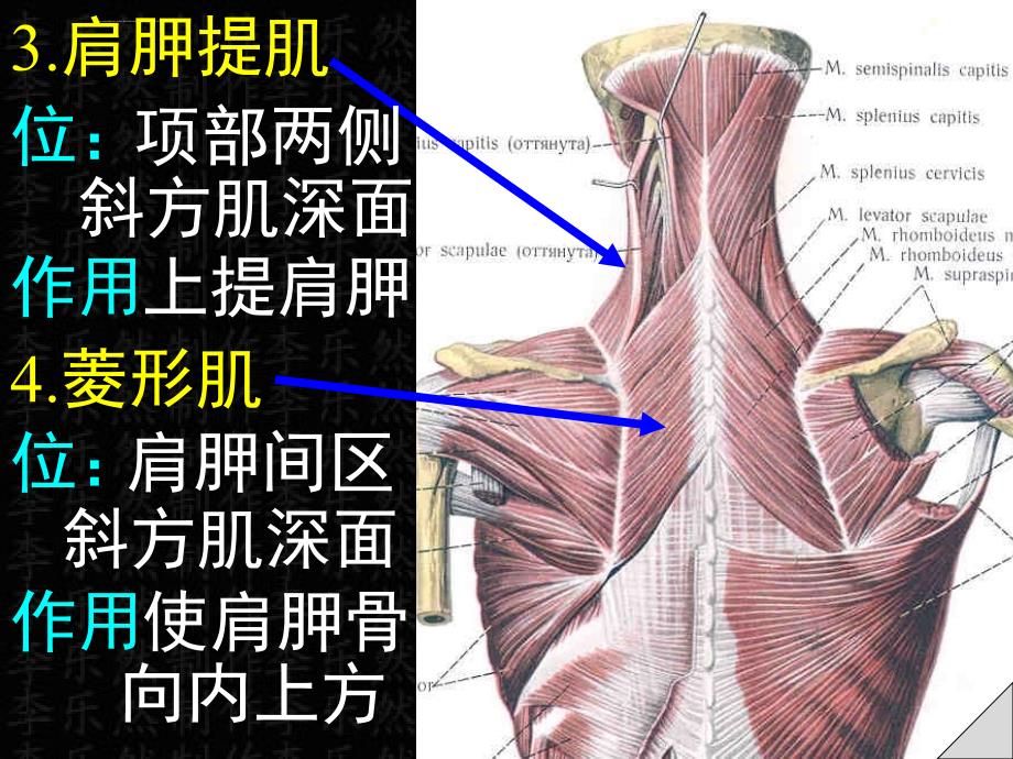 躯干肌课件_1_第4页