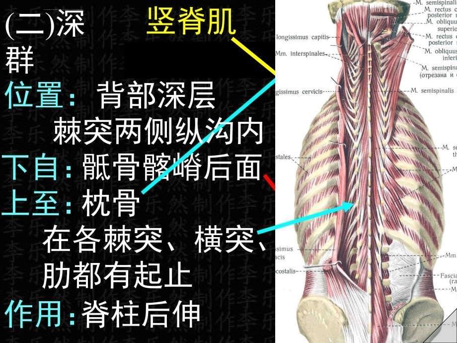 躯干肌课件_1_第5页