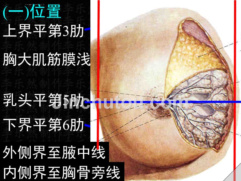 乳房会阴分析课件_第2页