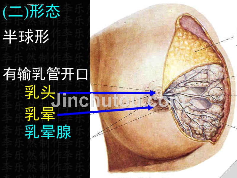 乳房会阴分析课件_第3页