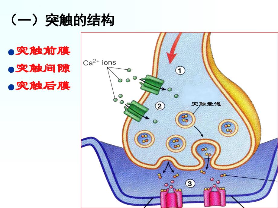 肌肉活动的神经控制课件_第2页