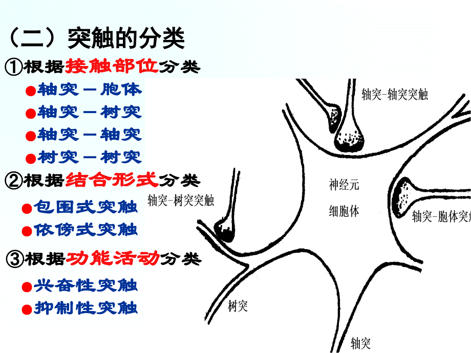 肌肉活动的神经控制课件_第3页