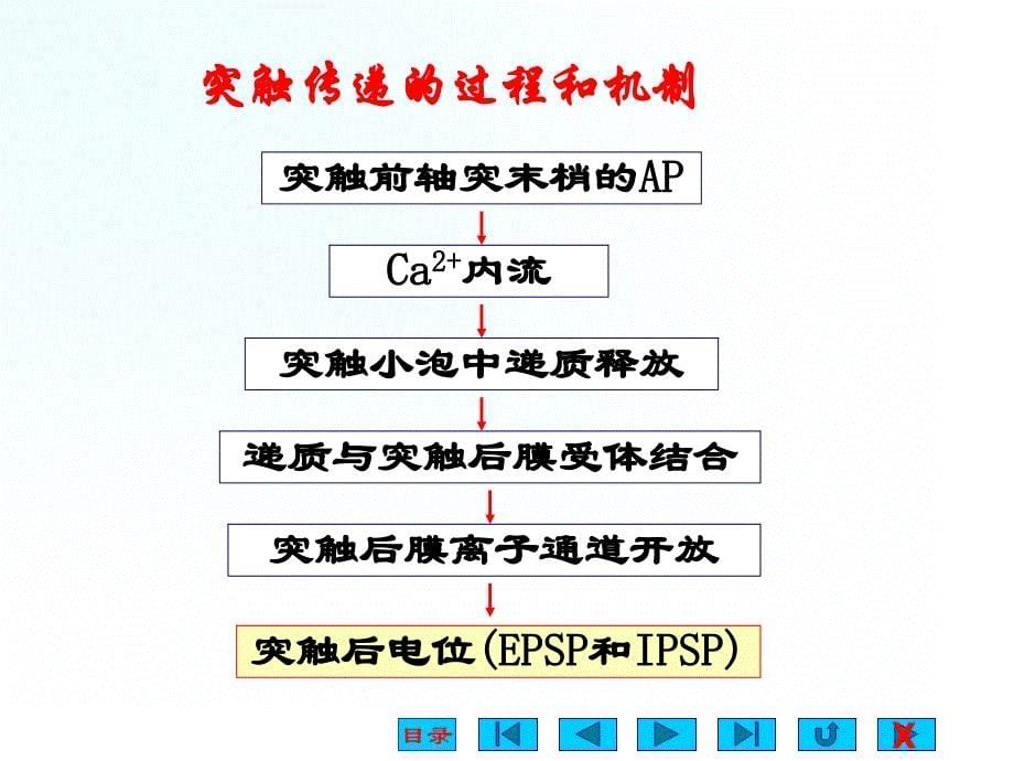 肌肉活动的神经控制课件_第5页