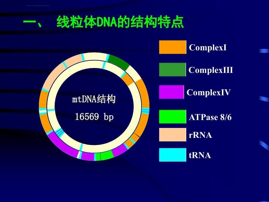 线粒体遗传病ppt培训课件_第5页