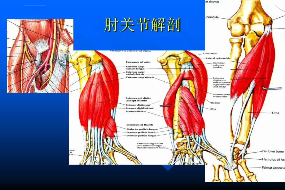 肘关节的运动损伤课件_第4页