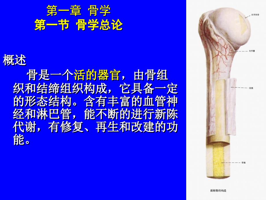 骨学总论1分析课件_第2页