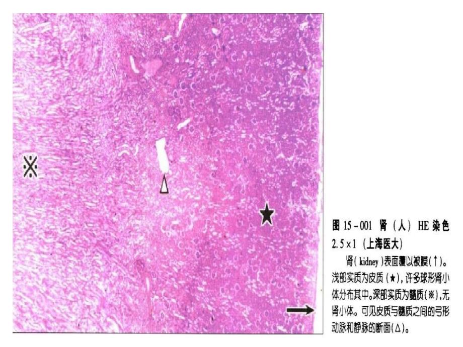 组织损伤与修复实验分析课件_第2页