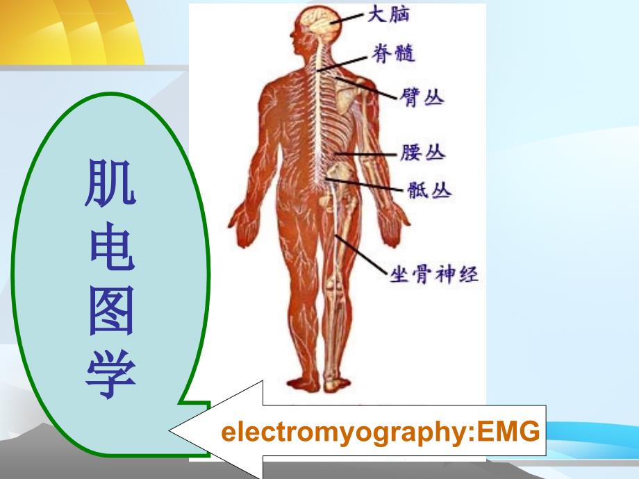 肌电图学课件_第1页