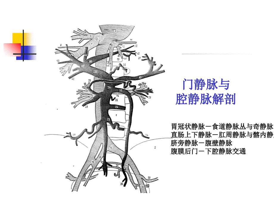 门静脉高压与经颈静脉肝内门腔分流术ppt培训课件_第3页