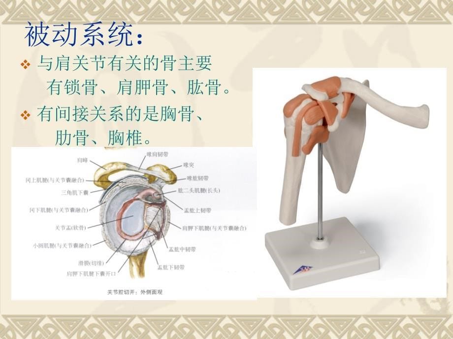 肩关节的相关解剖课件_第5页